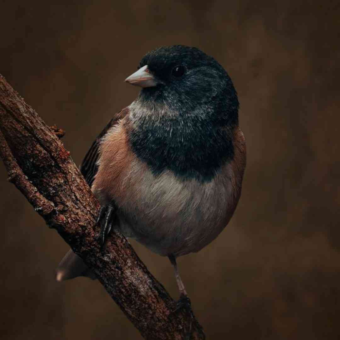  دنبال حقیقته یه حس توی سینم دنیای با نقاب من بهشتشو دیدم