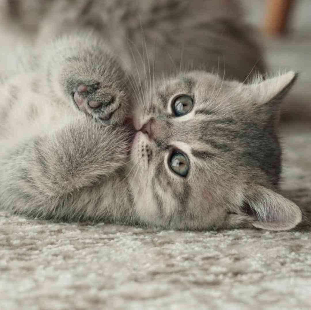  قصه ی عشقمونو با موهات میبافم هوش مصنوعی