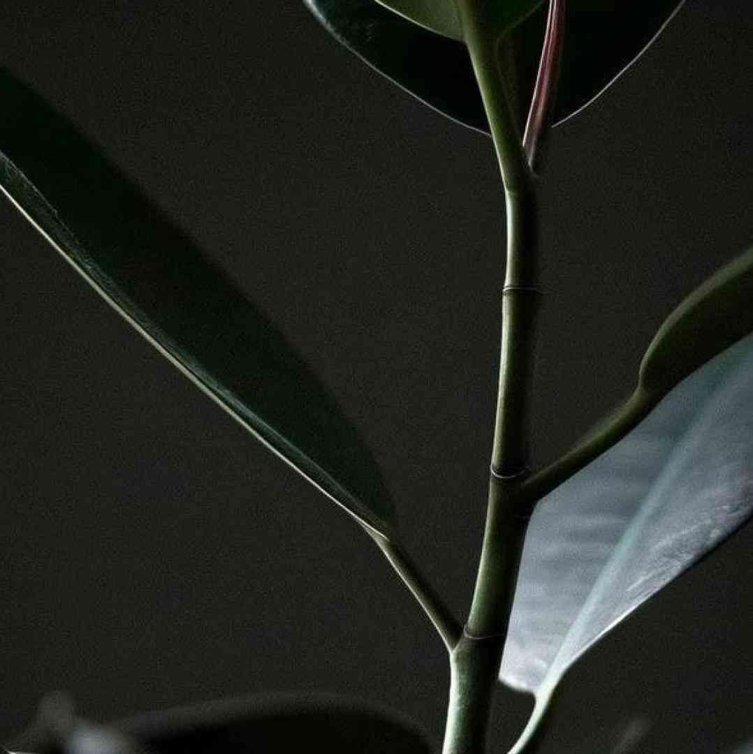  با ما باشی گنگ داری اینجا جنس جوره درباری