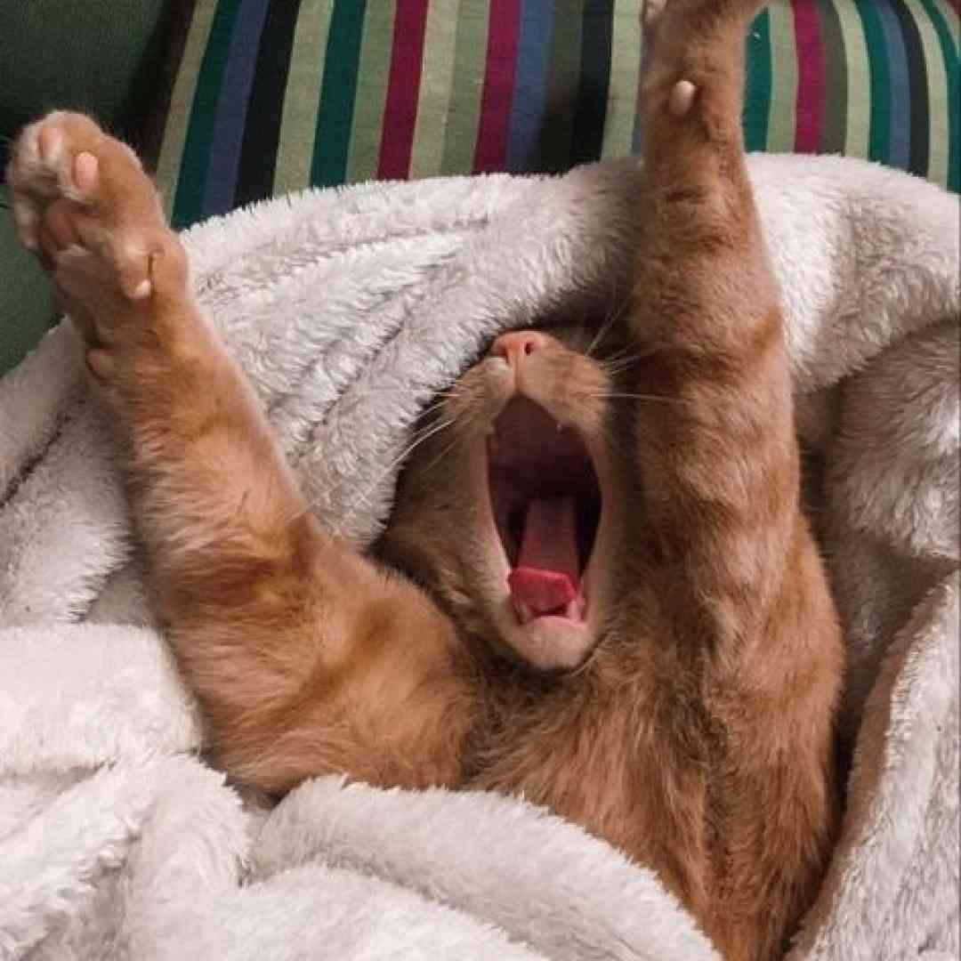  دلم میخوادت چون هر کی عاشقت شده یه ردی داده