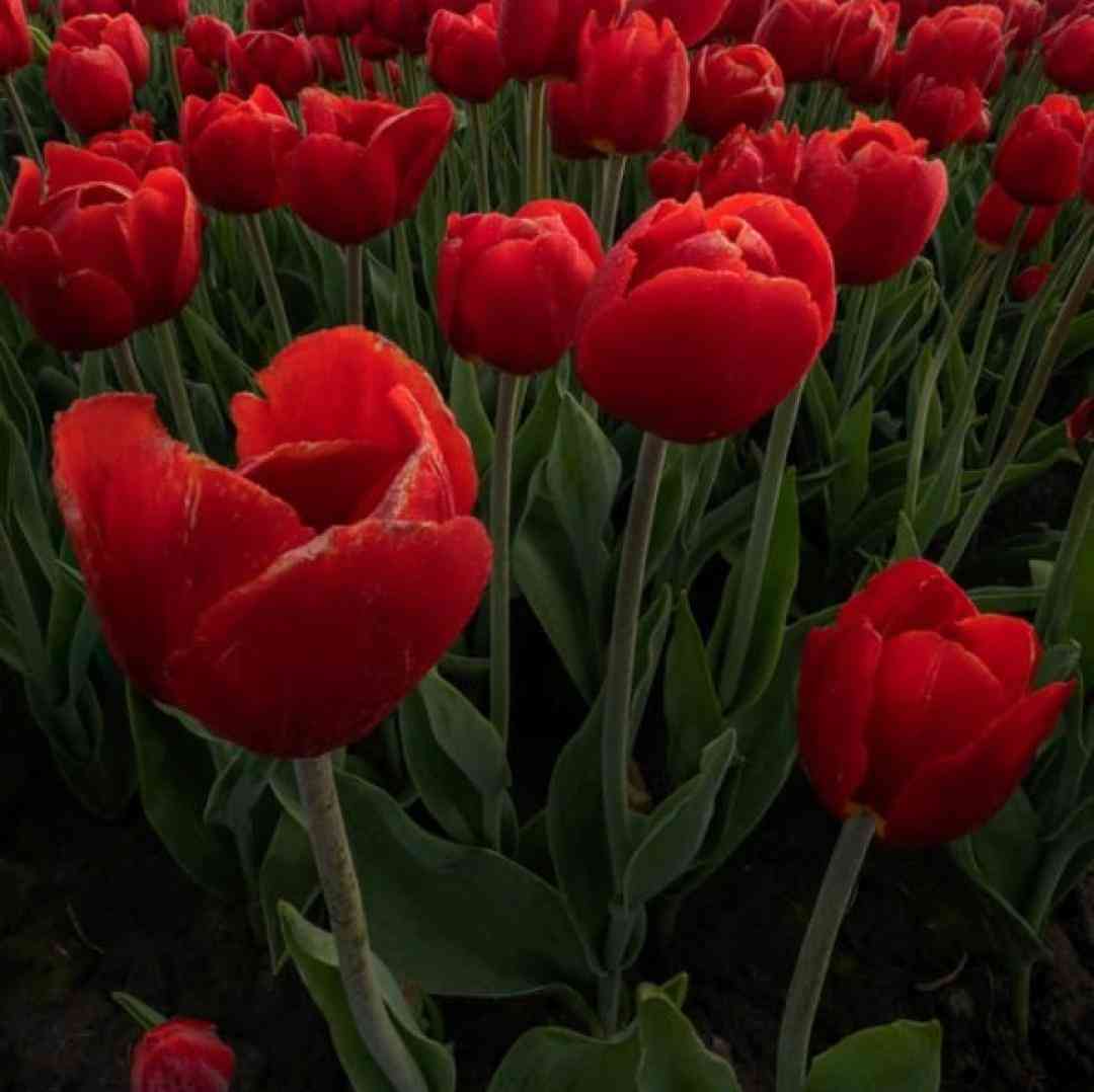  کبوتر دلم از لب بوم دلت نمیپره با صدای دختر و پسر