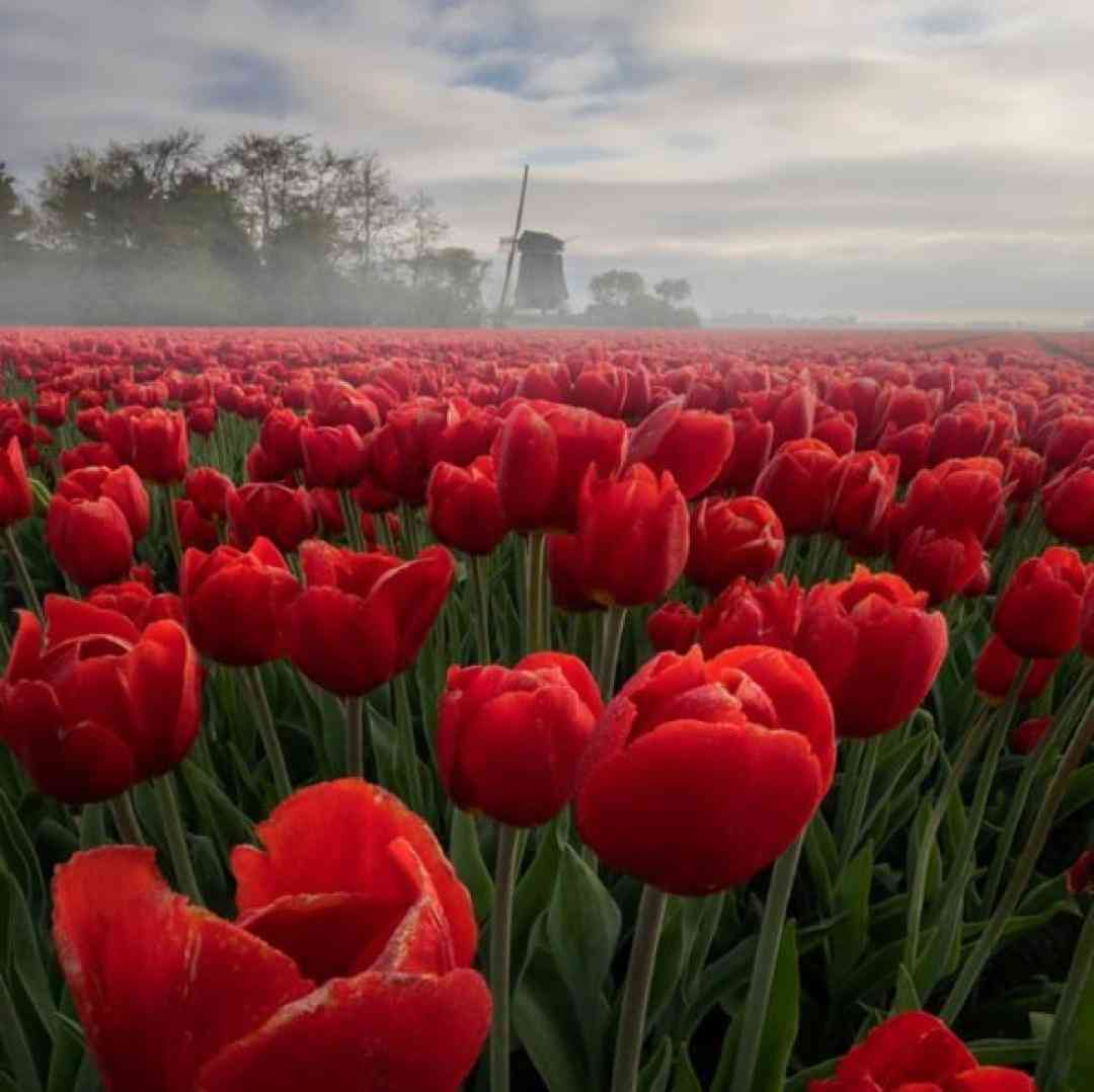  کی‌ تورو قشنگت کرده - ترند اینستا