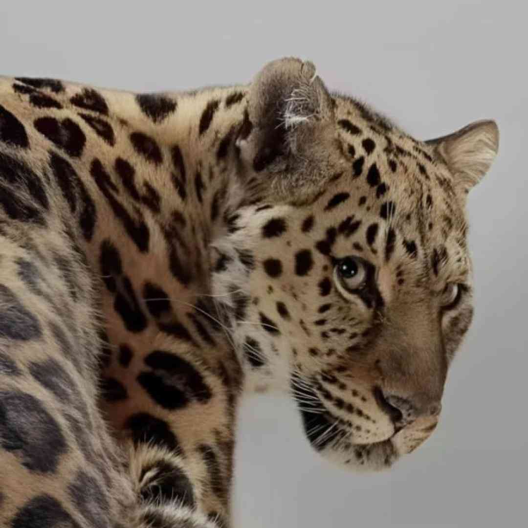 بقیه رو وللش تهران دست منه قلقش