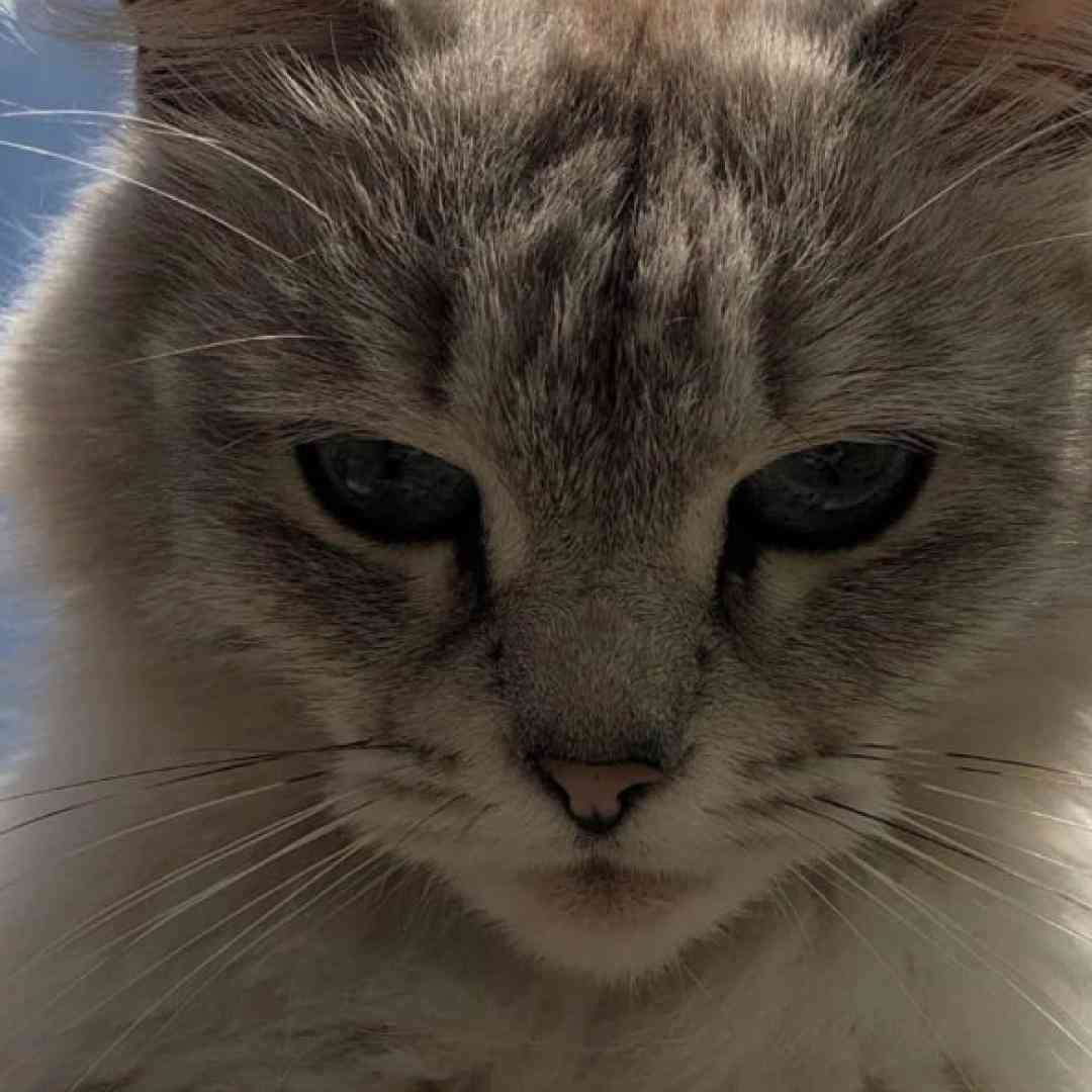  سبزه کشمیر ما زلفای تو زنجیر ما