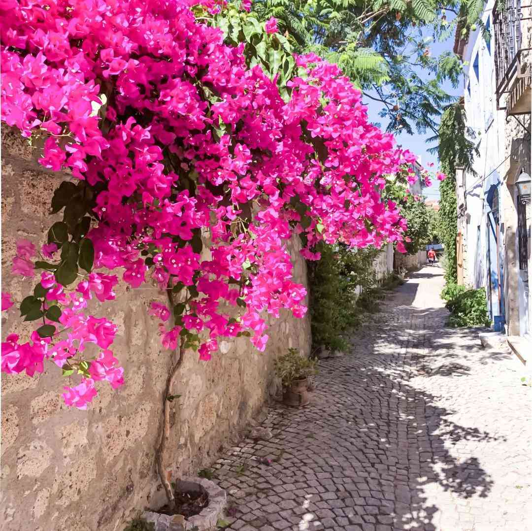  یک دو سه چهار بشماری بردمت روی کار