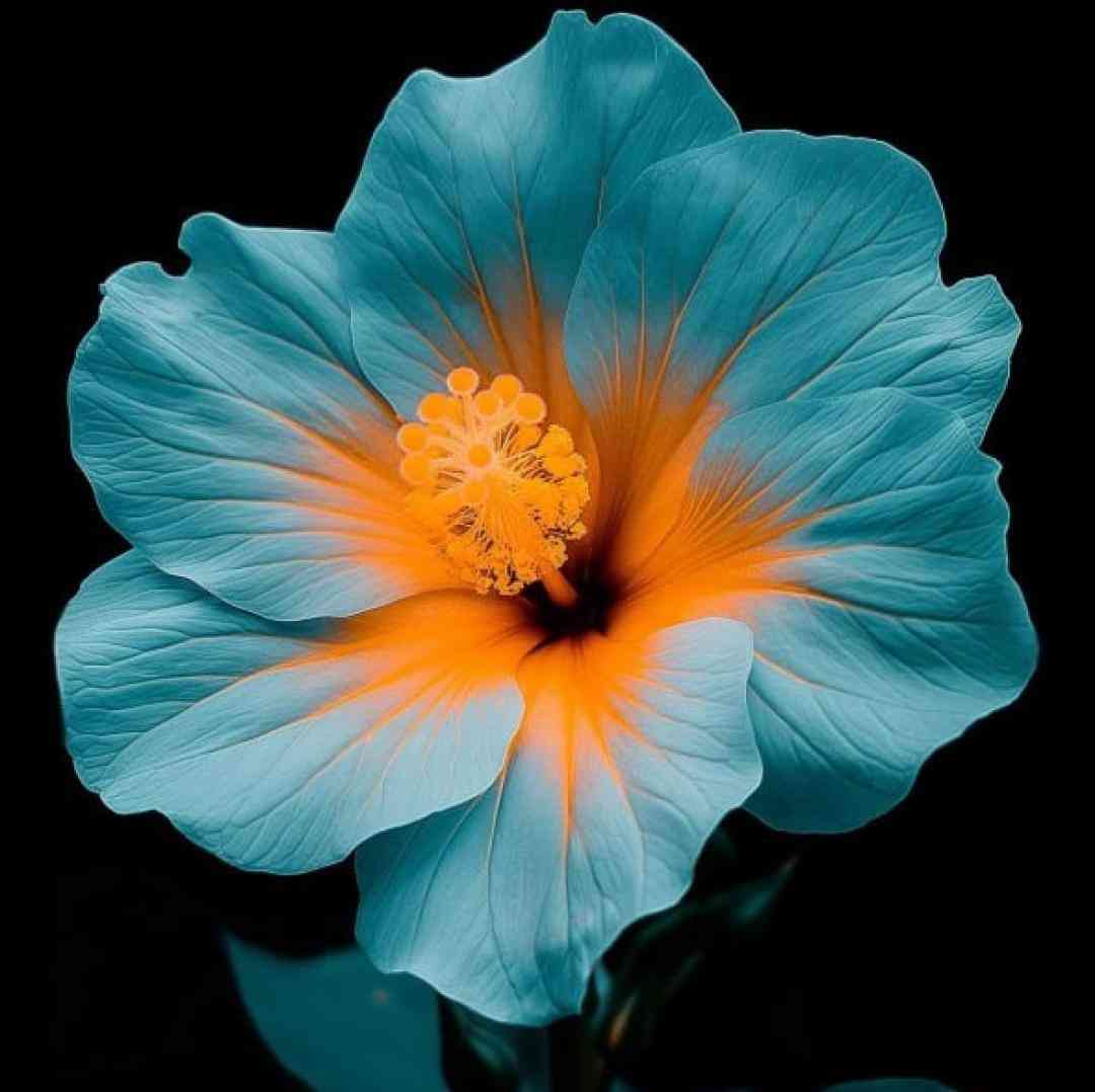 فاطمه عطایی فلک