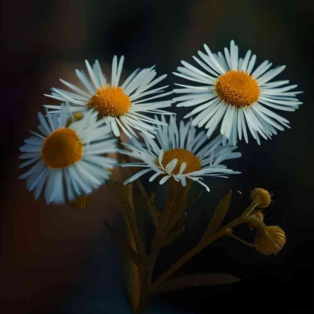  افغانی نفهمیدم که در غم آشنایم میکنی آخر