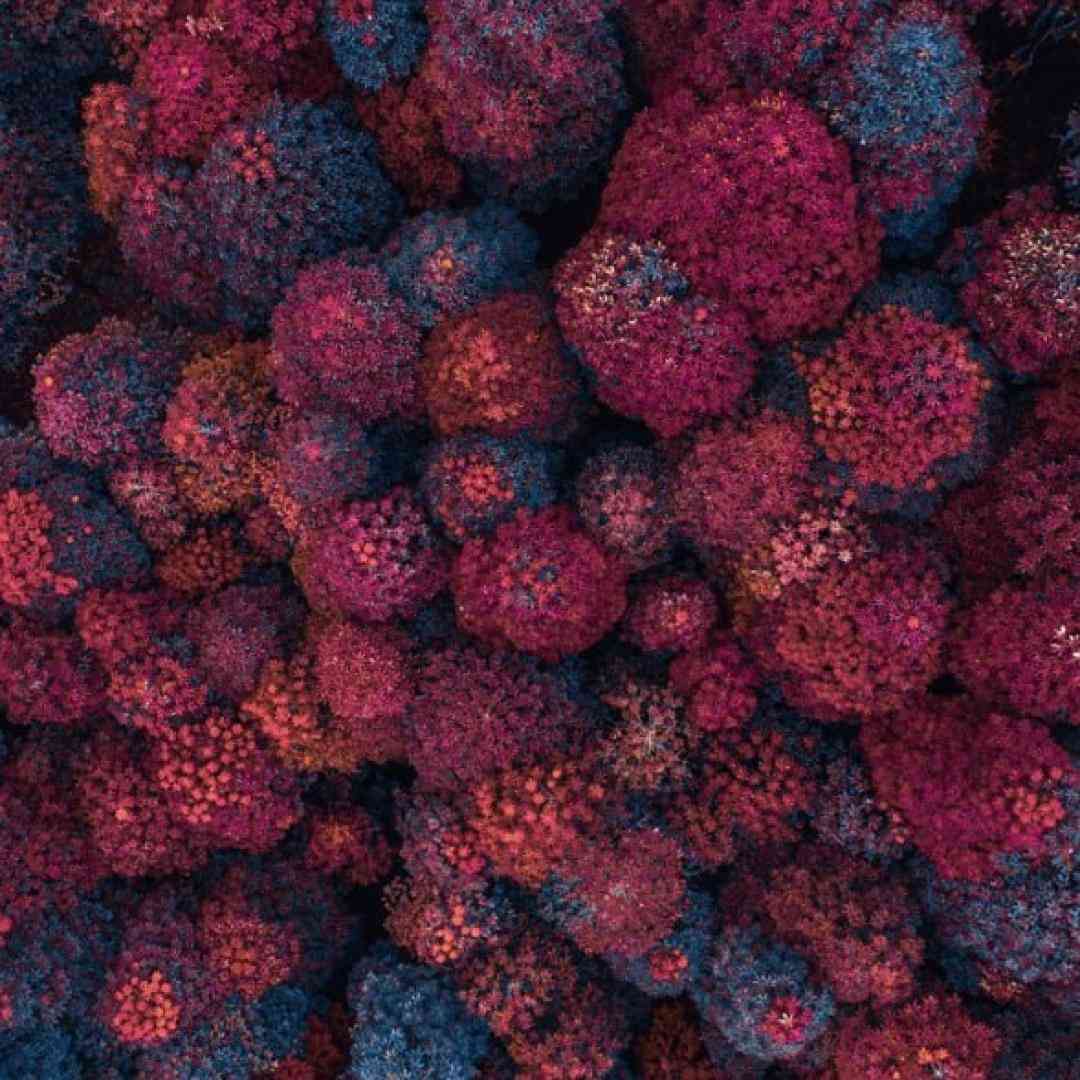  امشبو نیستم فردا رو آره دیسلاوو نیستم گنگستا رو آره