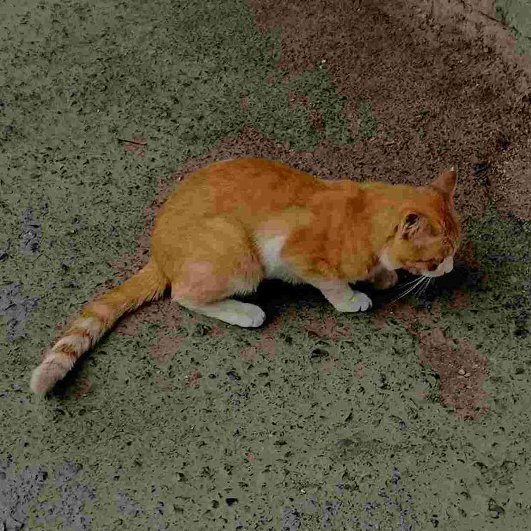  اصن آشوب به پا کن بیبی این سیگار بهمن مارو ندیدی