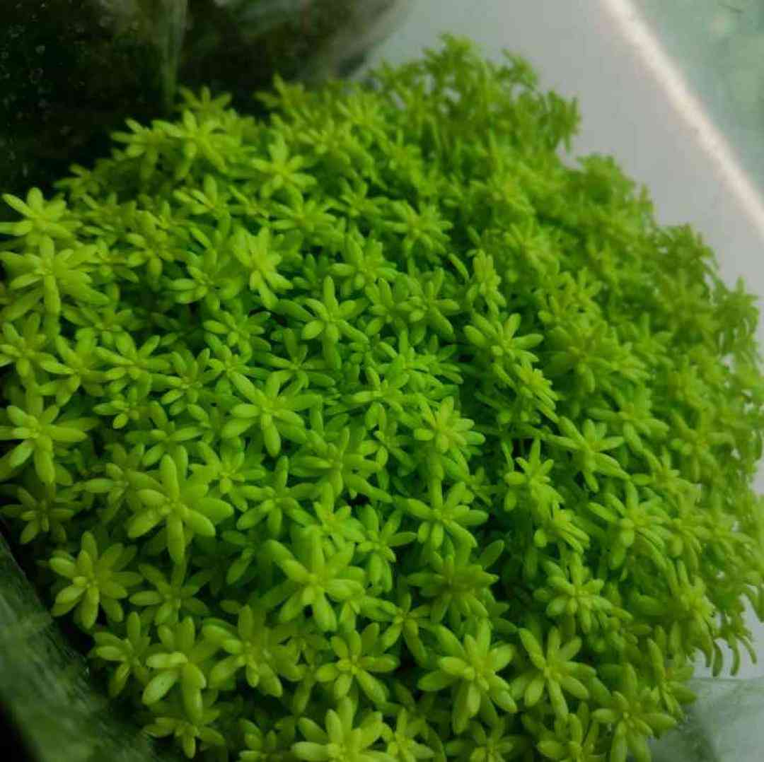  نازه نازه ولک نمک میریزه ولک