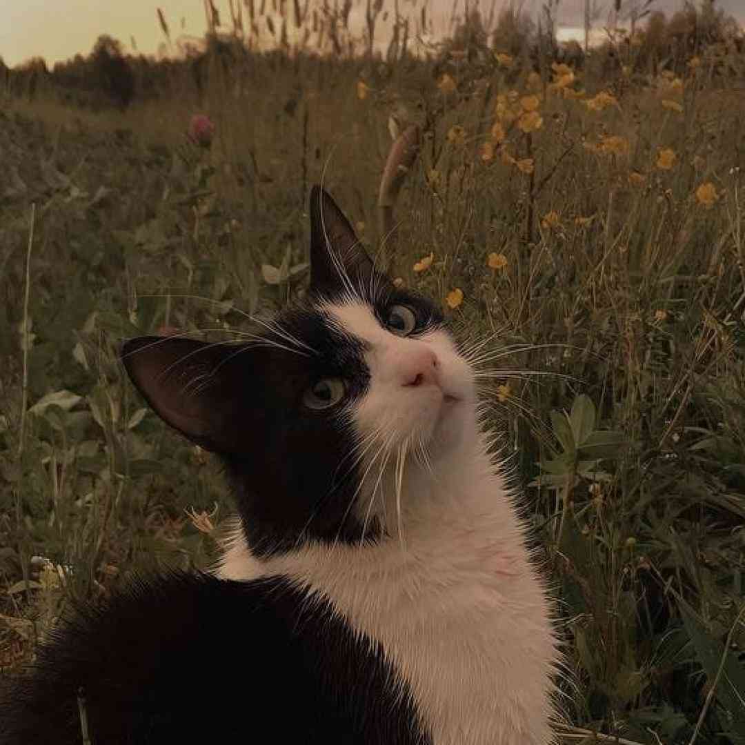  ری دلوم سنگینه غم دل بی قراره – صدای زن