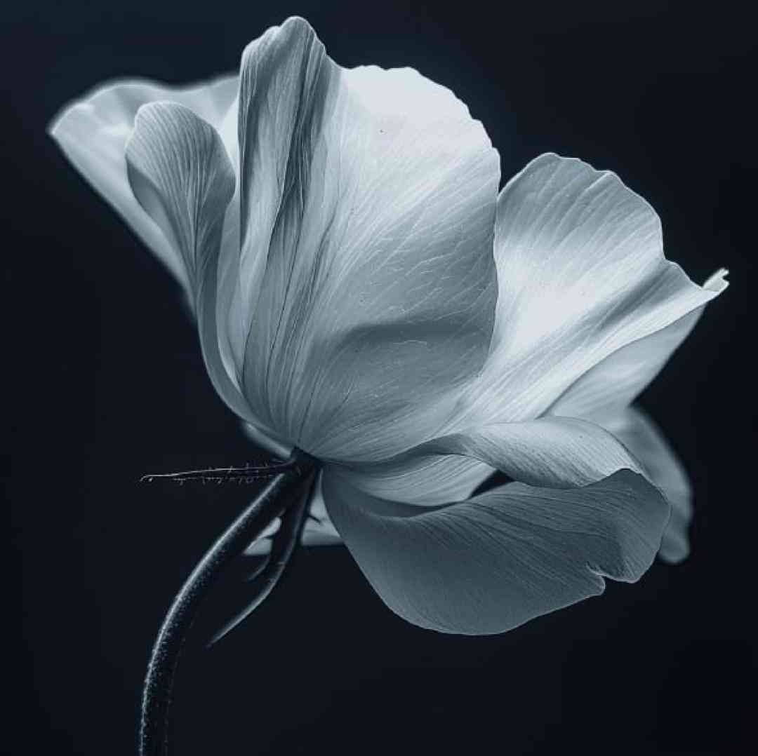  آره آره ترند اینستایی