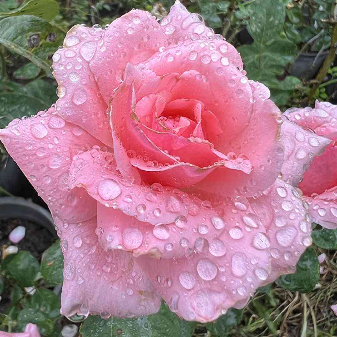  داغ عشق تو سیگاریم کرد نفس صدای زن