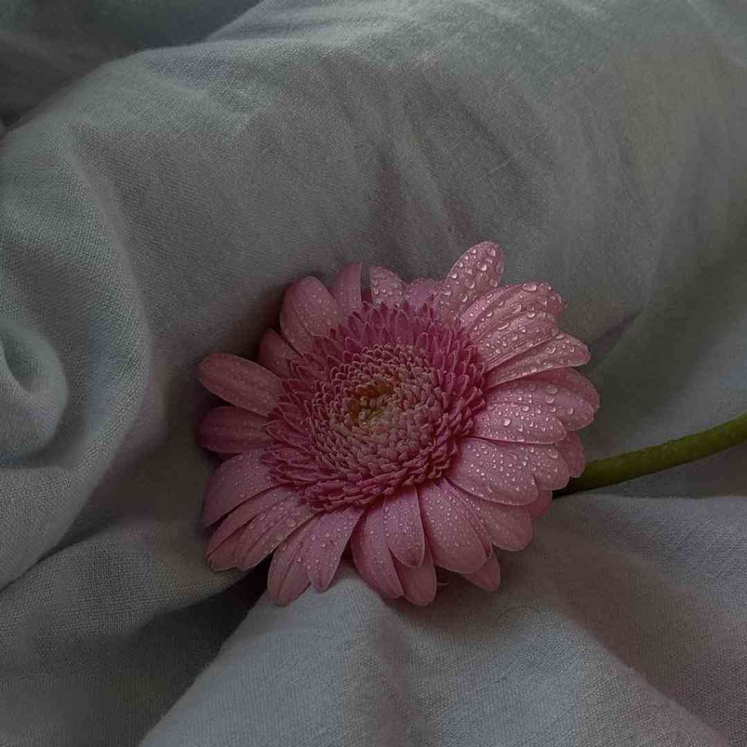 امشب در دستم دستمال میکنه امو بچه قرقانیه