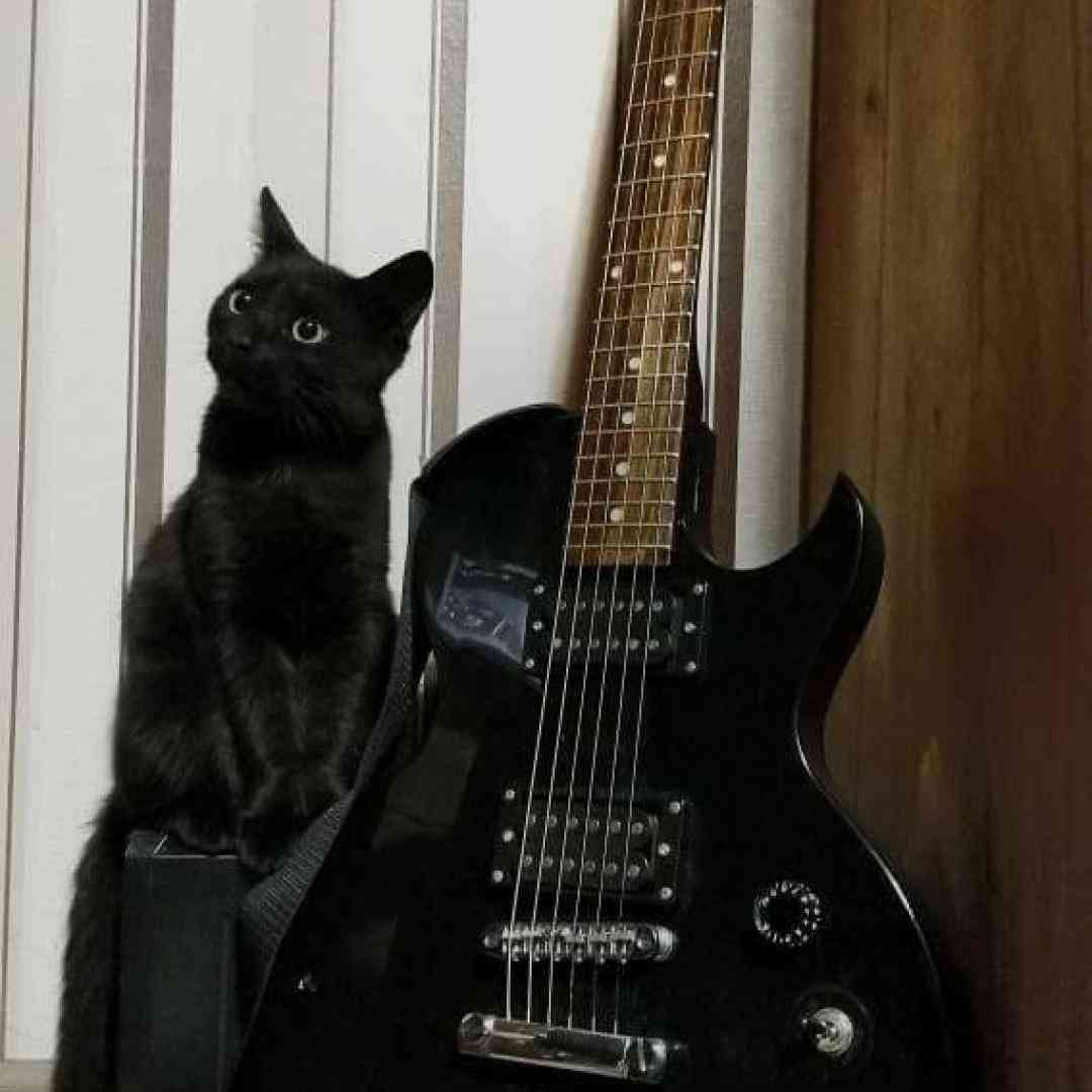 گل سنگم گل سنگم ورژن جدید اینستایی