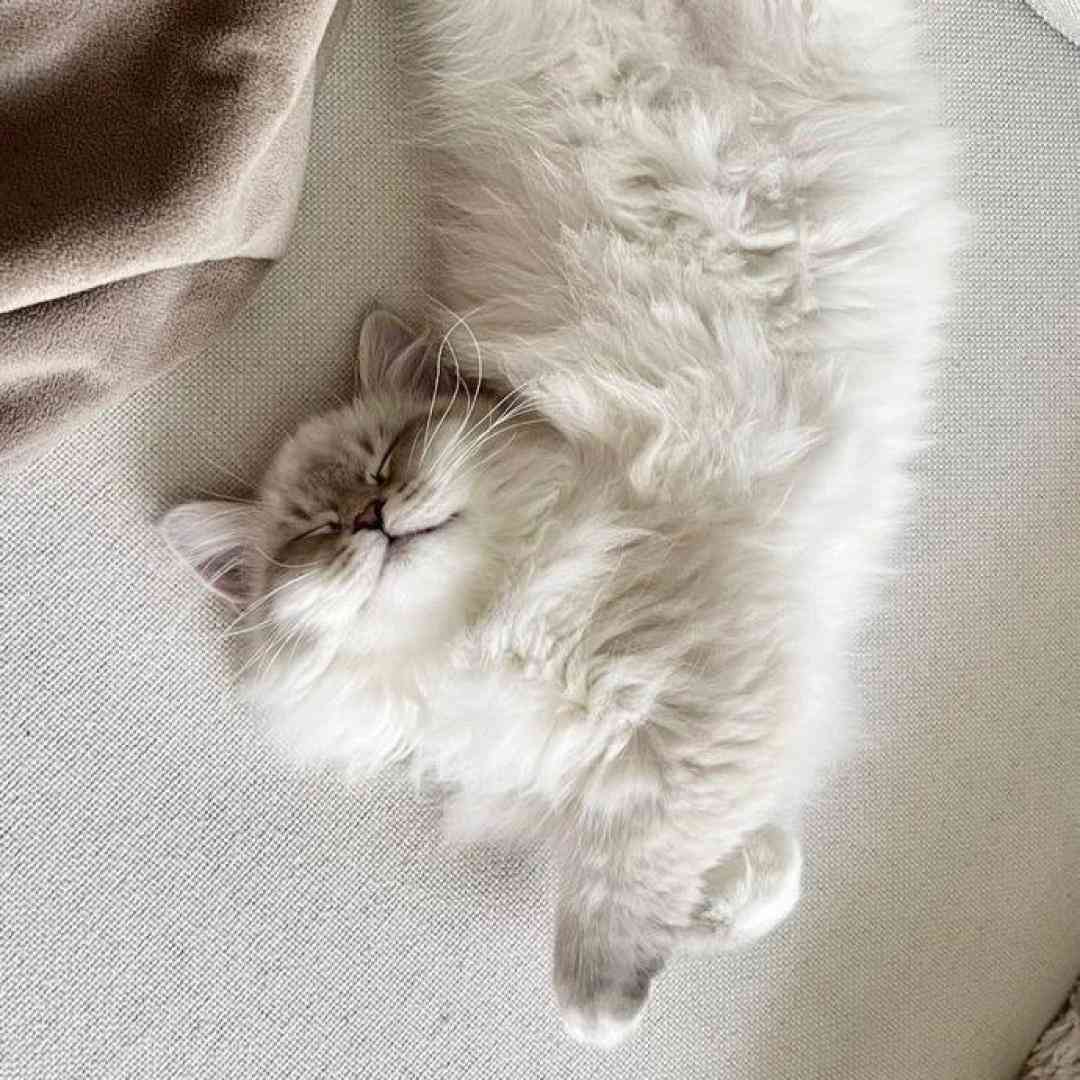 ولی حالا چی داغون و بی رمقم