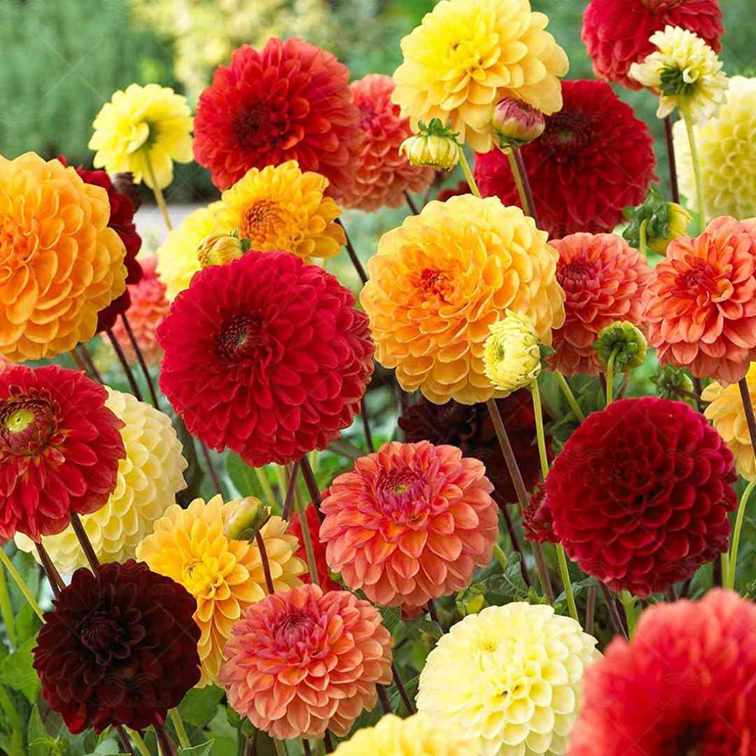  چرا دروغ بگم بت من نمیخوام دلتنگت شم