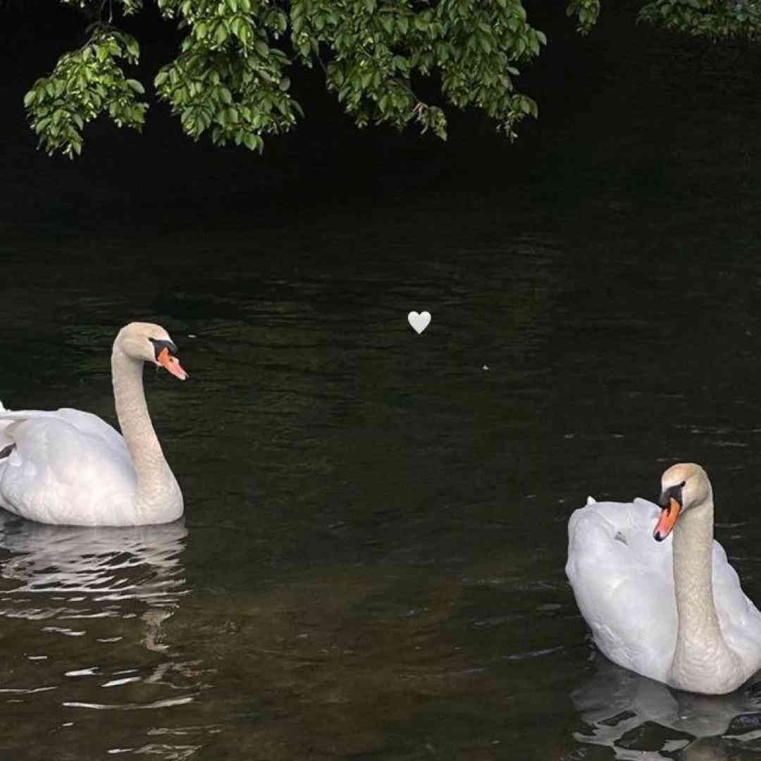  از این گریه چه میدونی نه دردمی نه درمونی