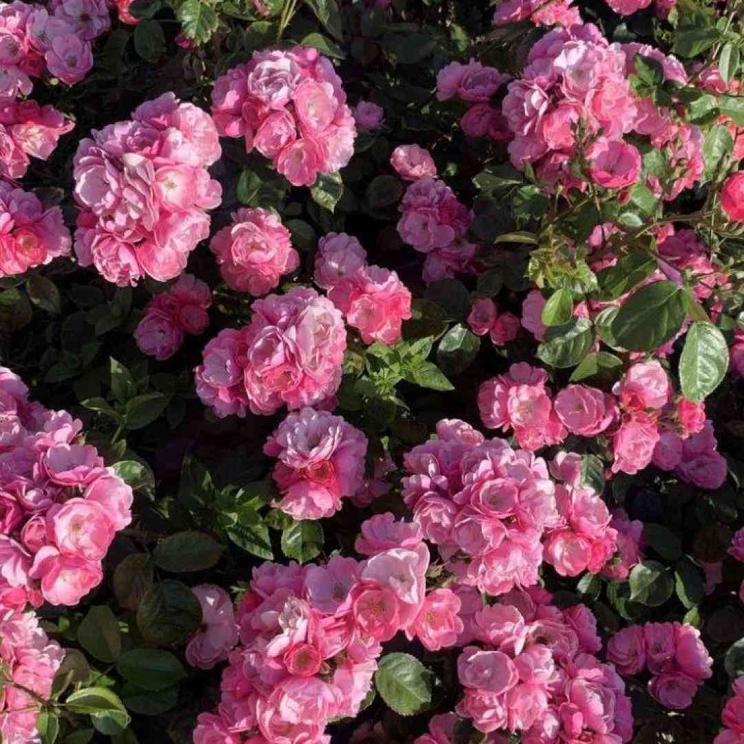  ﺑﺮو ﺑﭽﻪ ﭘﺮرو ﻛﻢ ﺑﻴﺎ ﭼﺸﻢ و اﺑﺮو