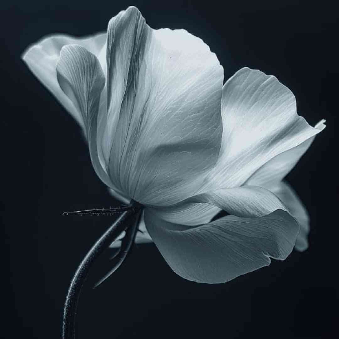  هندی اچو اچو اچو