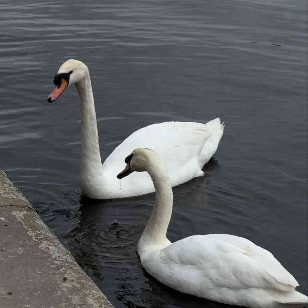  سیمین بری گل پیکری آری