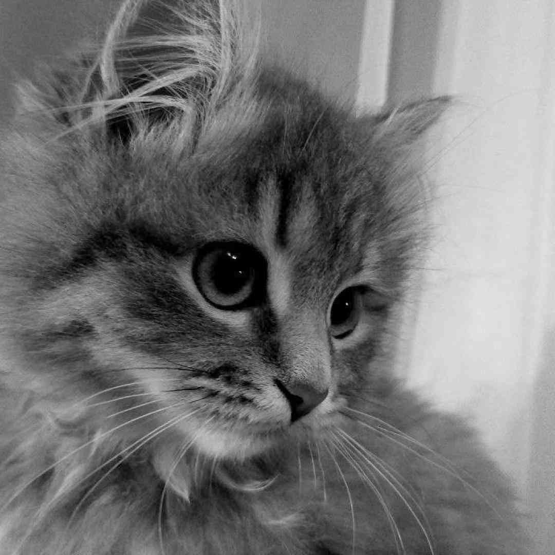 میبینمت یادم میره اکسام قاطی میشه حسام ترند اینستایی