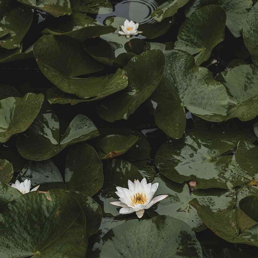 پروا هرچی میخوام هی چشام بسته کنم نمیتونم