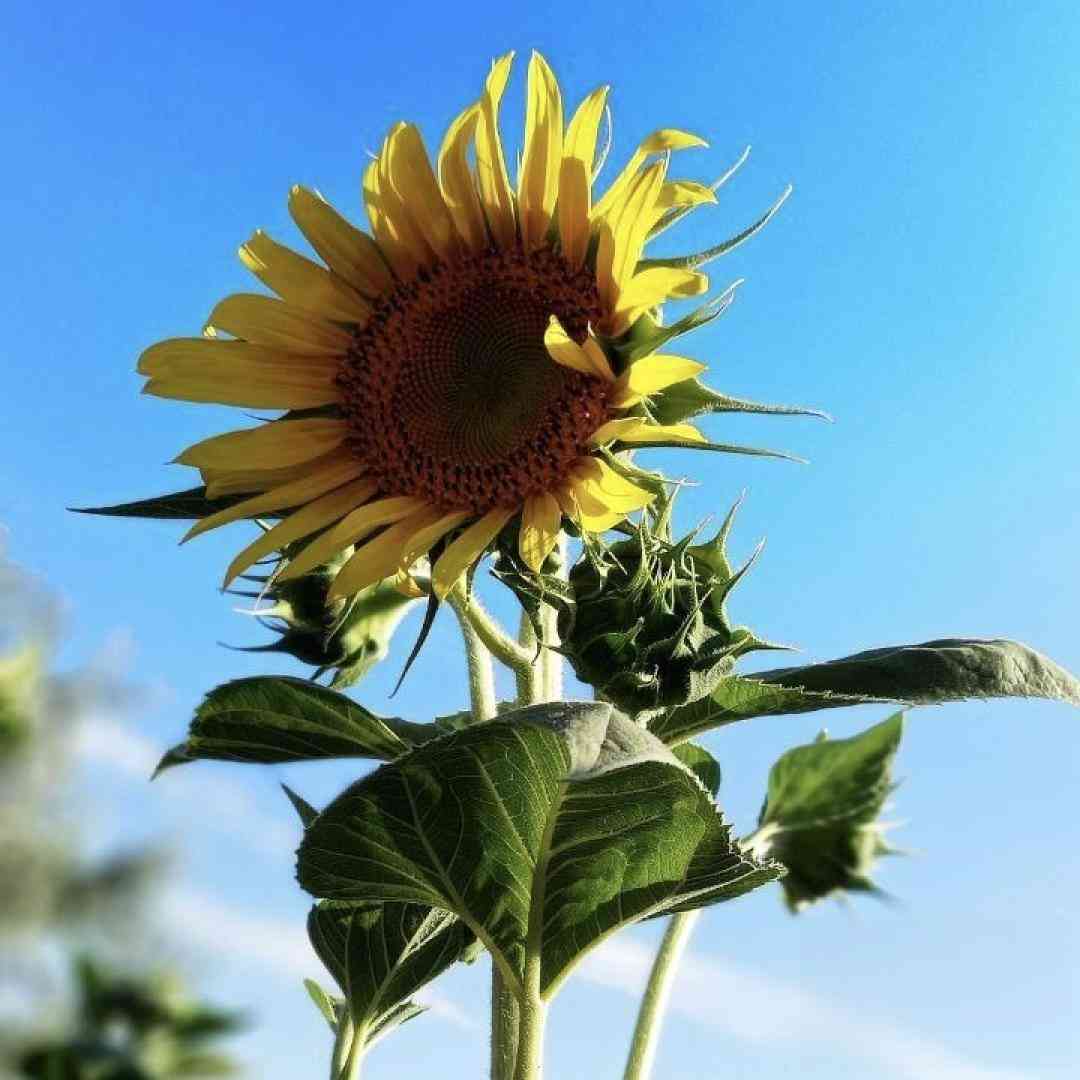 لطف ما عیانه با چشم بسته ام بهشون میرسیدم