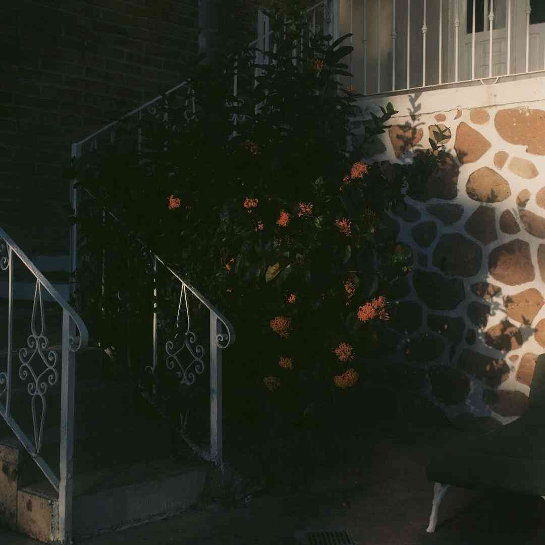 شب به گلستان تنها منتظرت بودم