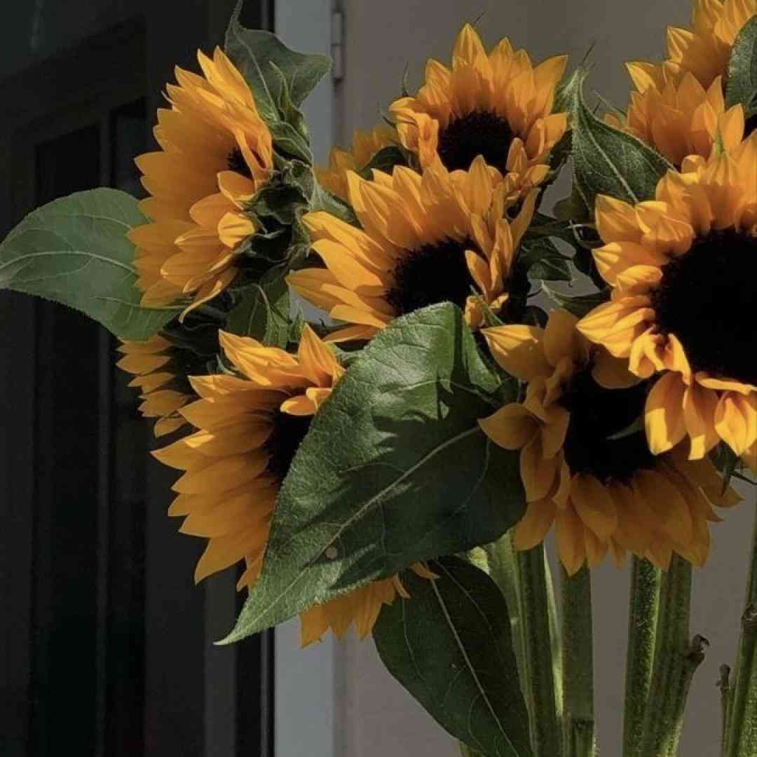 وای عشقوم پارس سفید ترند اینستا