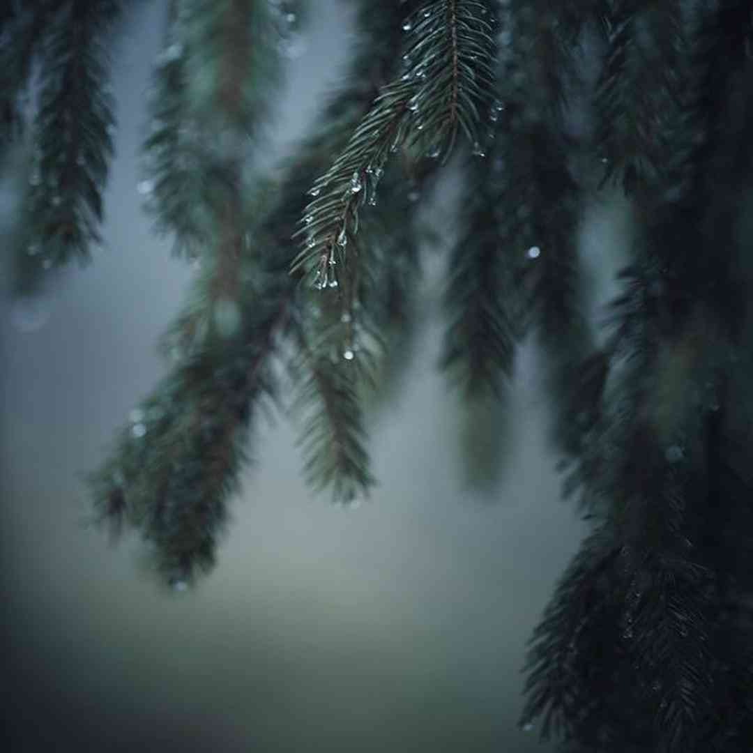 گنده گوزی پشت گوشی فکر میکنی فانی