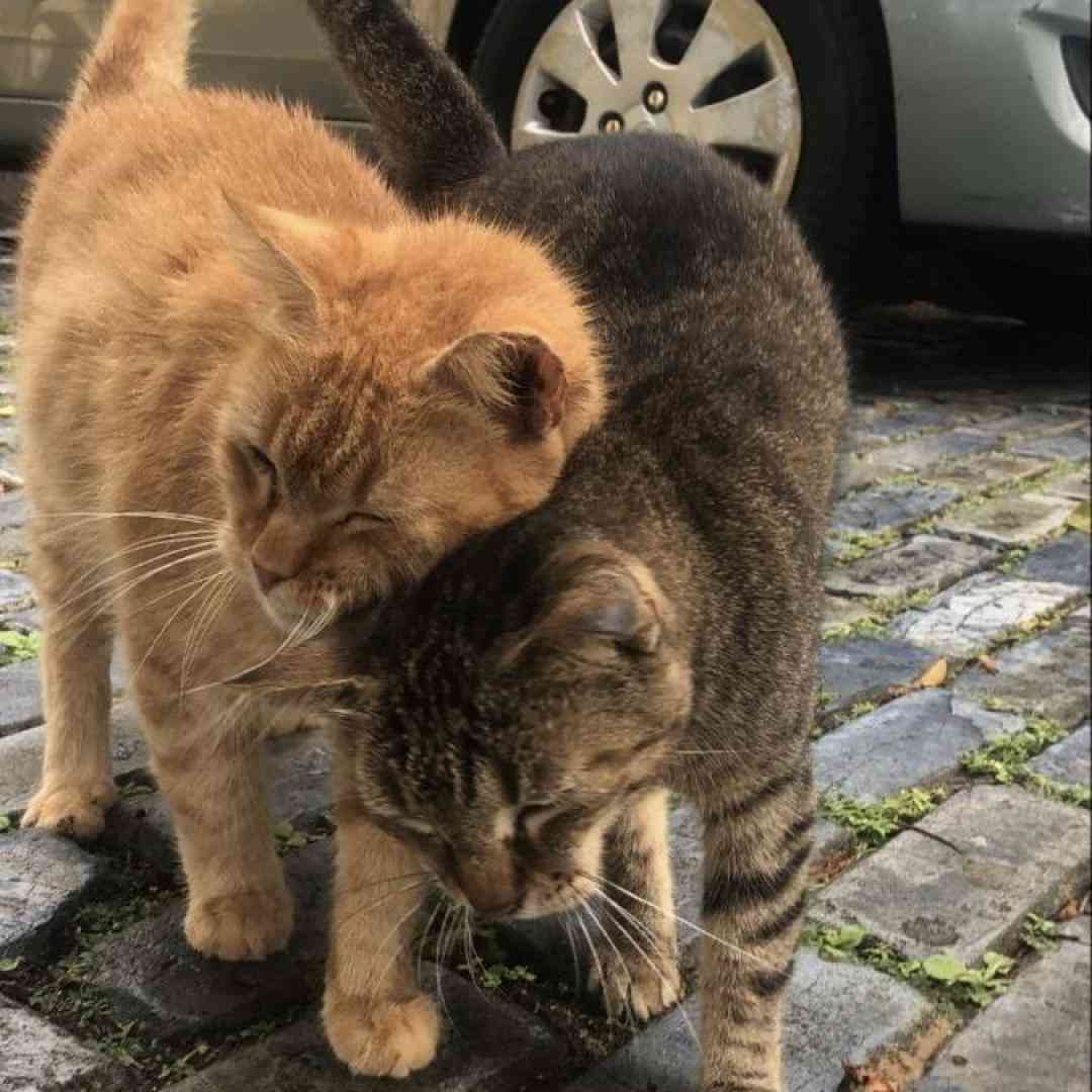 بازم منو خیابونو این الکلا صدای پسر - ورژن اینستایی