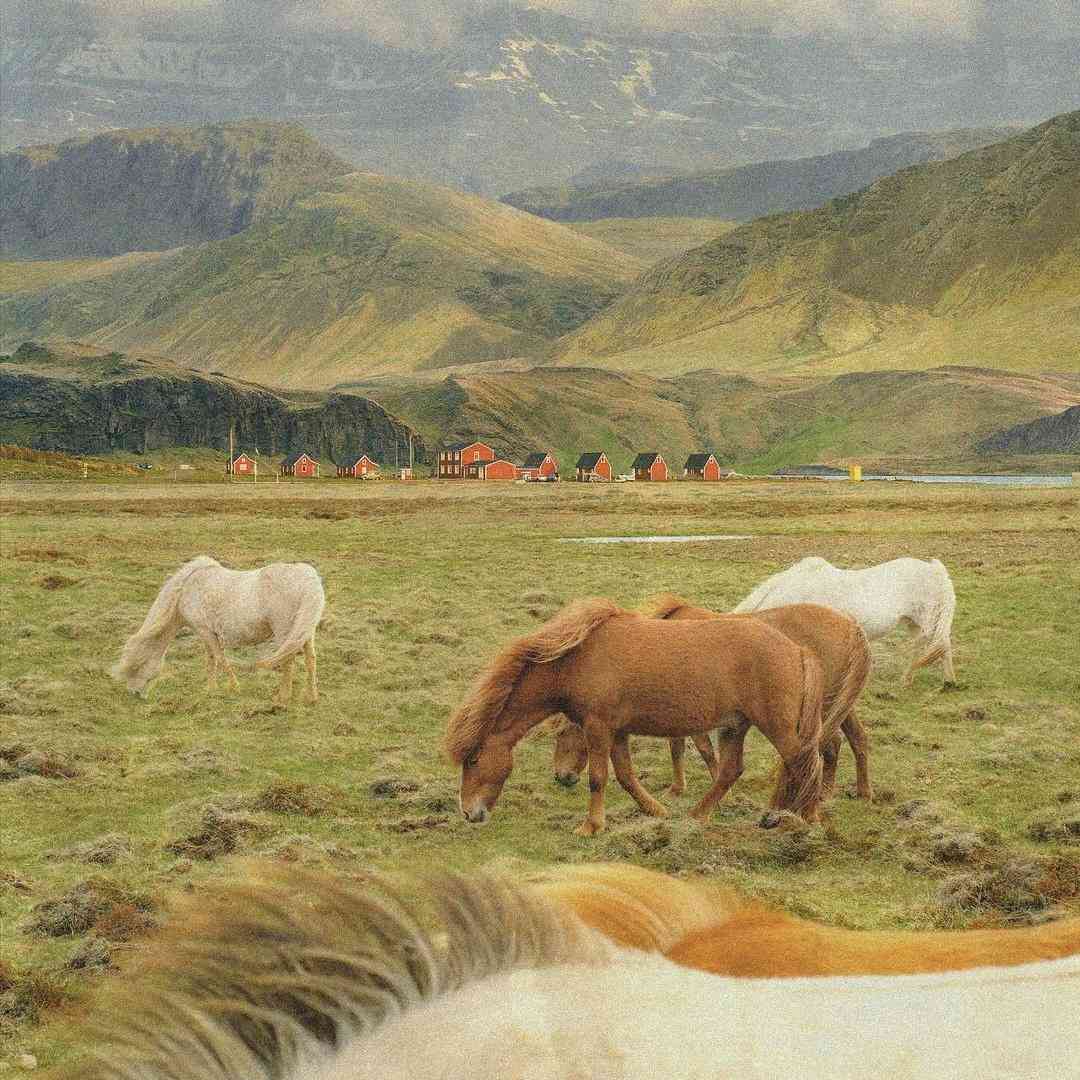 اومدم تو حرم چشمای نازت نذرمو ادا کنم - قدیمی