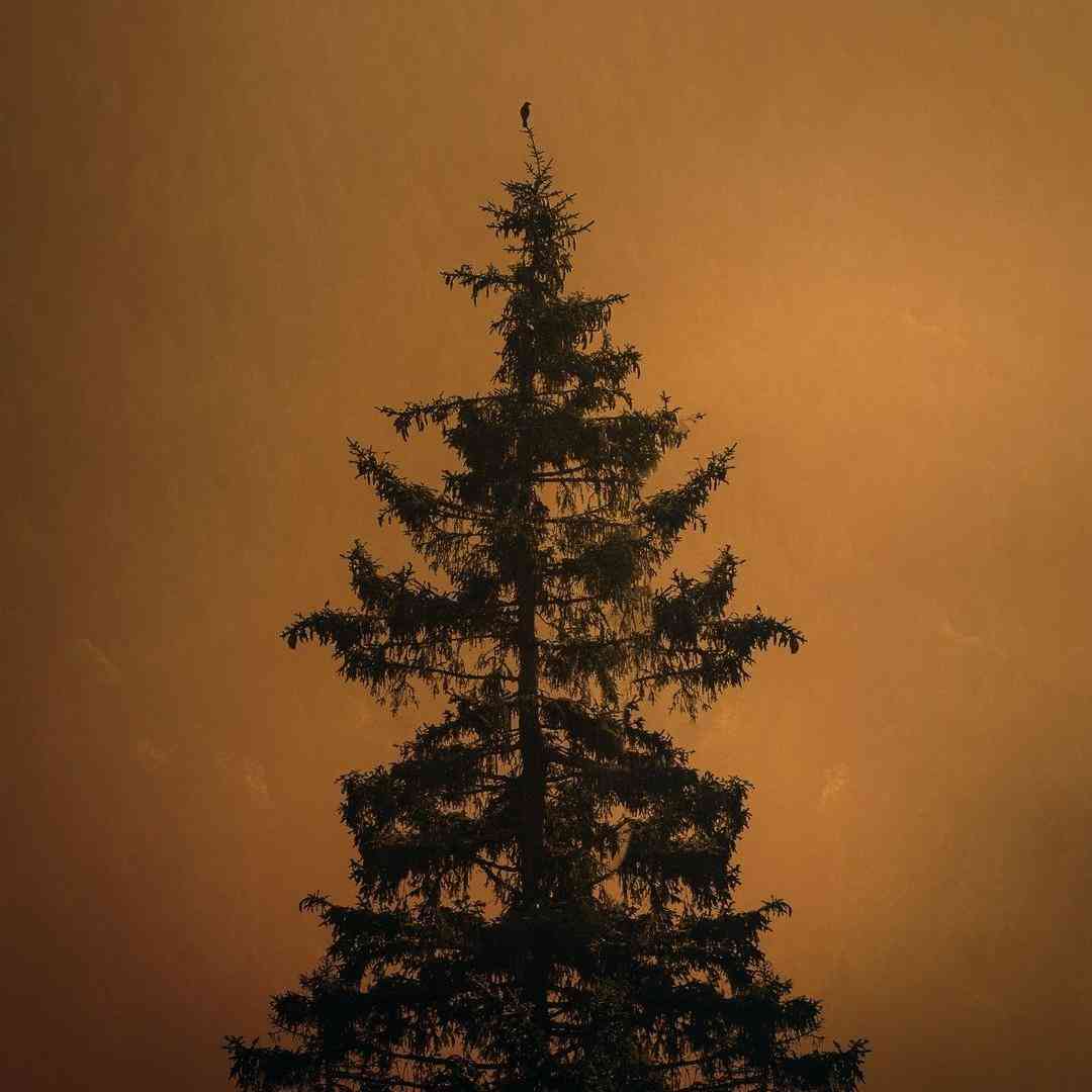 خدا مرسی واسم ریختی دلار این صدا