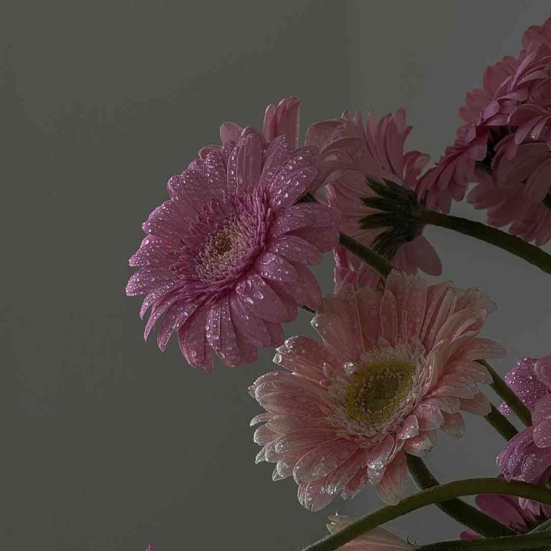 نوکرتم ننه جهان چه دندونه ننه