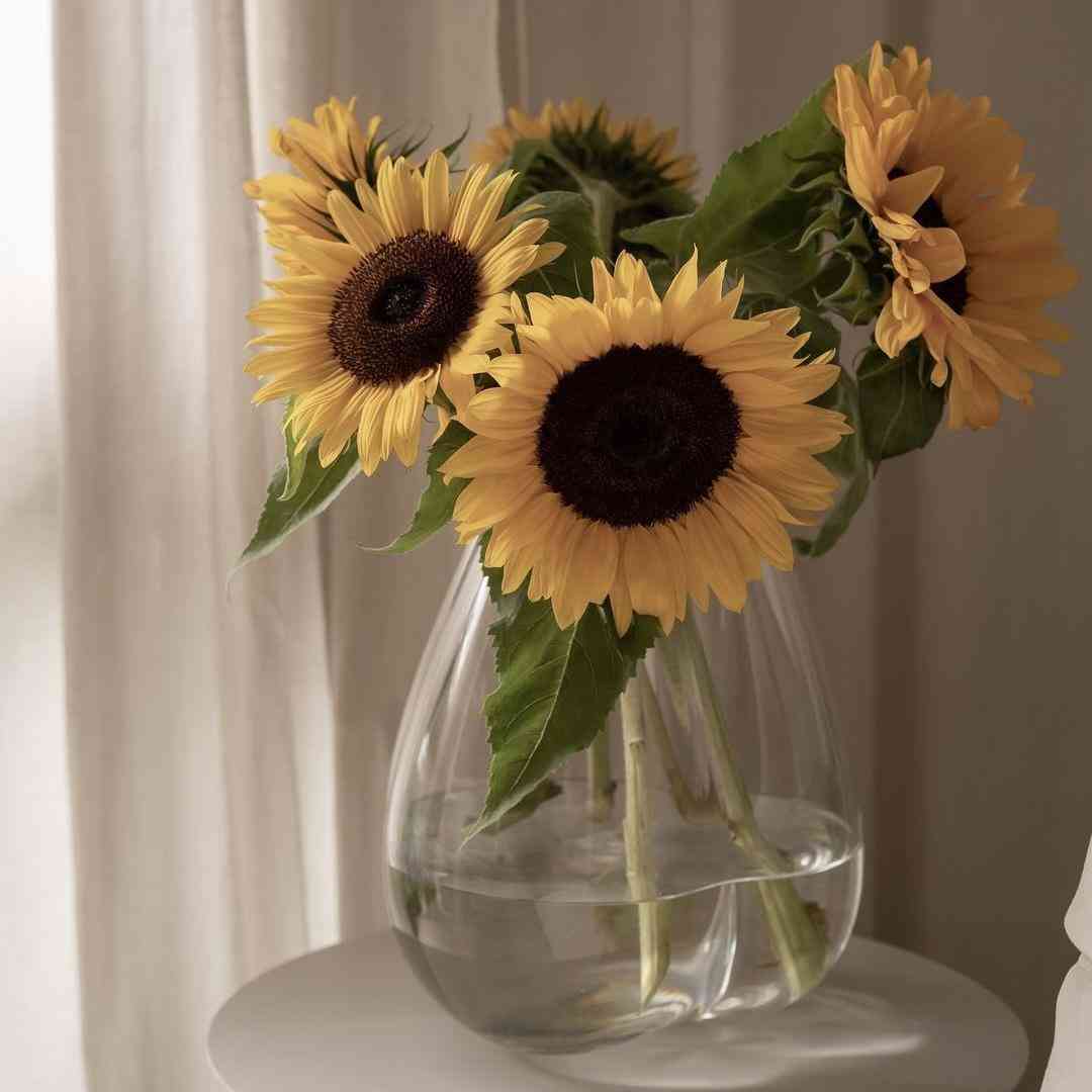 کوکو از شنل میاد بیرون یا از هرمس با صدای دختر