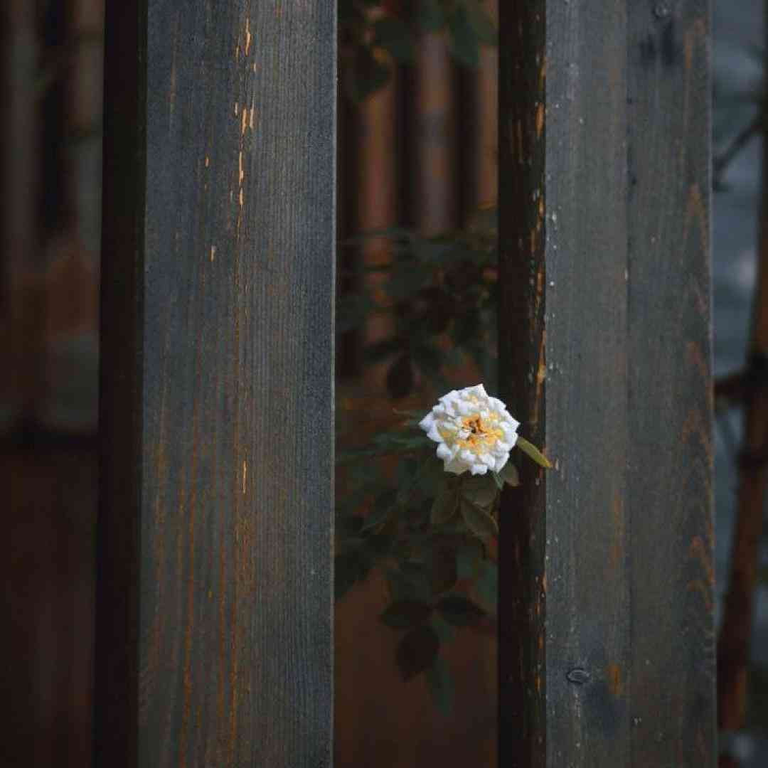 شاخه های این گل سرختو کندن با صدای پسر اینستایی