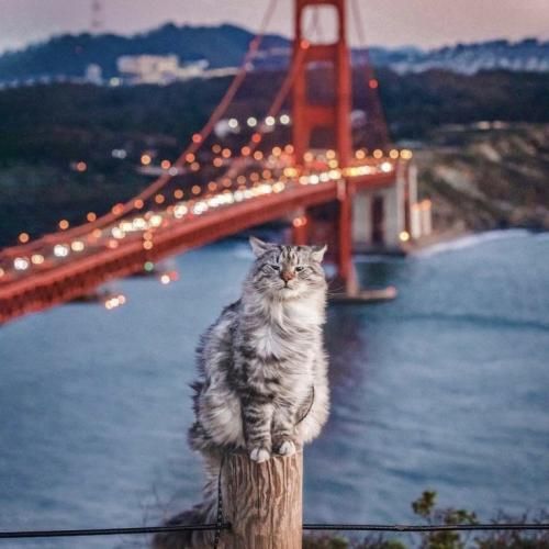 عشقت شد وصله ی جونم اسمت شد هوش مصنوعی