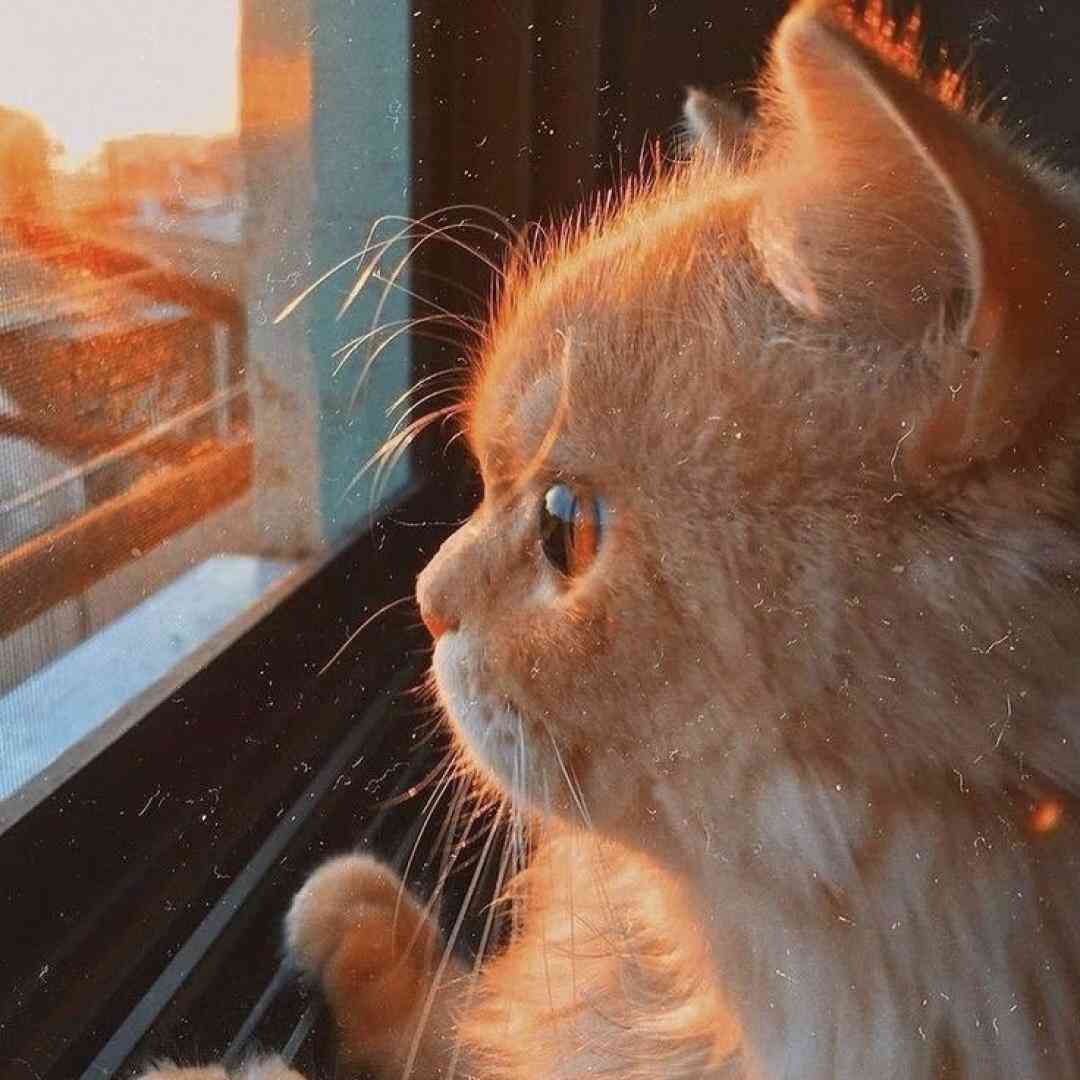 ترکی من نمیتونم آسمونم را نگه دارم با صدای زن