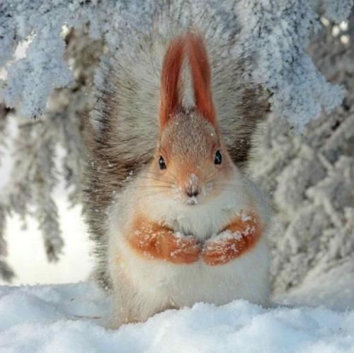 قدیما بوی فرند من کچل بود