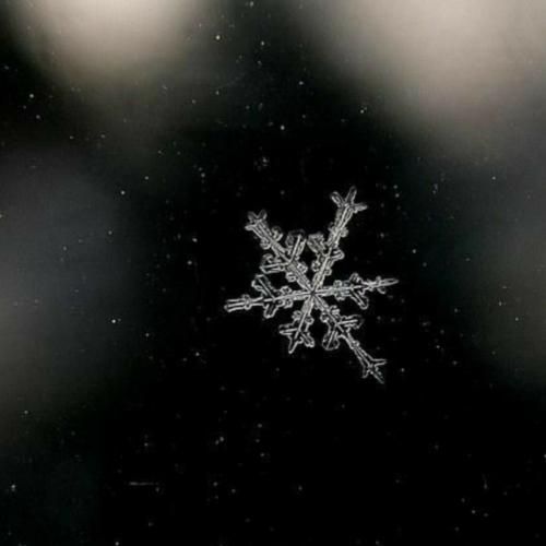 دختر زیبا همچون شبنم گلها