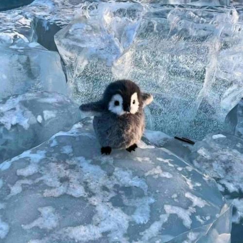 زنم گفت عروسی دوستمه هشت تومن پول لباسمه