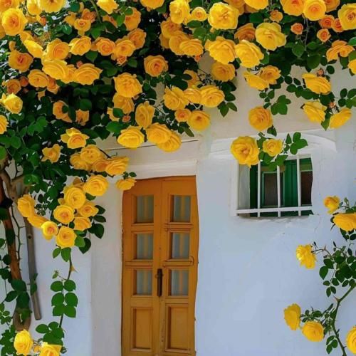 بی منم اگه رفتی تلاشمو کردم واست