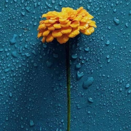 نگاه من التماسه نگاه تو نگام رو میشناسه