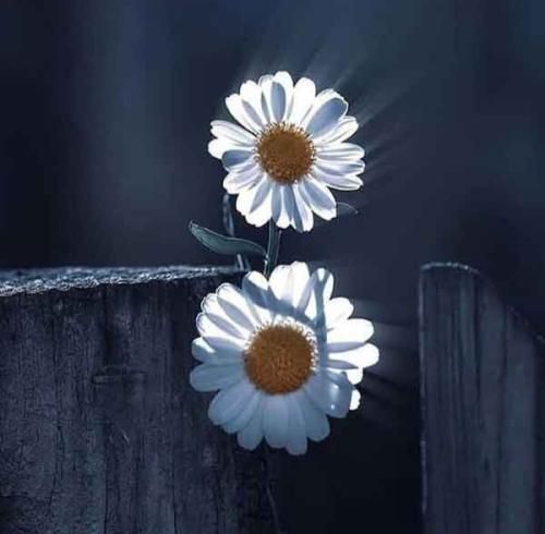 از سندباد با اون شلوار بگی از لوک خوش شانس