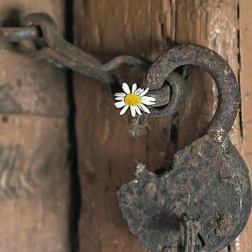 ای دختر صحرا نیلوفر او بابا چی بودی