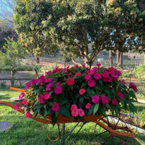 آفت جونم کاری بکن شد شد نشد نشد ولش کن