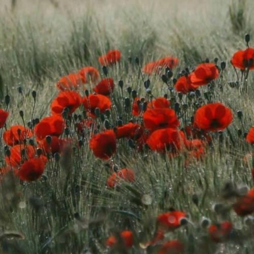 اهل شهر اینجا هستن دکه و بازار و بستن