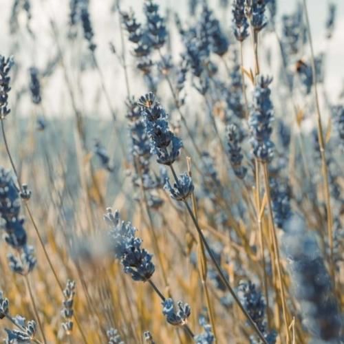 اعتماد میده ترس اعتماد میده جوز اعتماد میشه