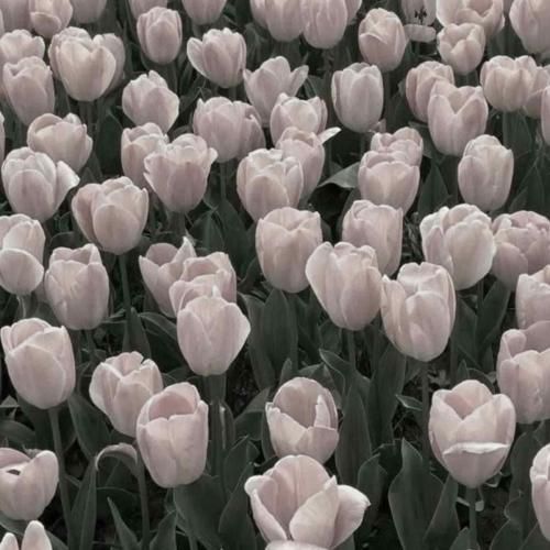  شده برا من خزون میرقصم تا خود اذون